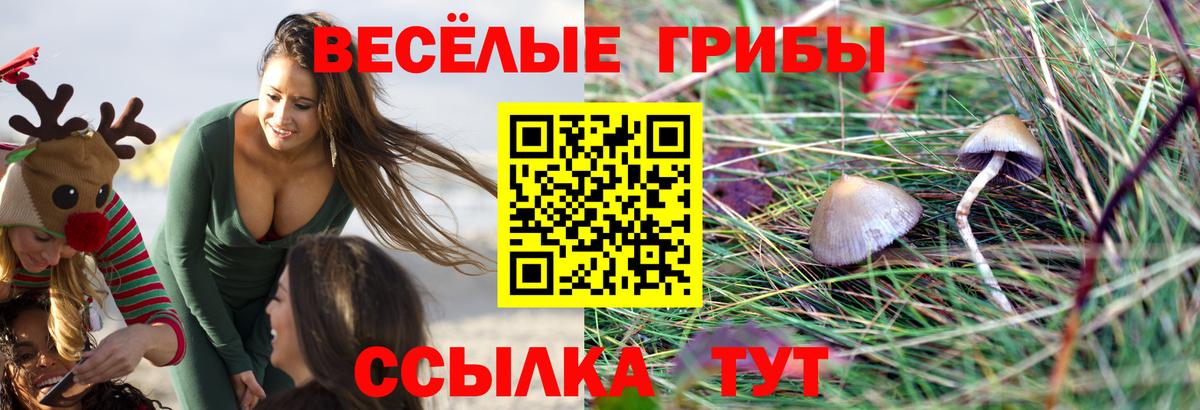 где можно купить   Галлюциногенные грибы MAGIC MUSHROOMS  Вход с VPN  Кинель 